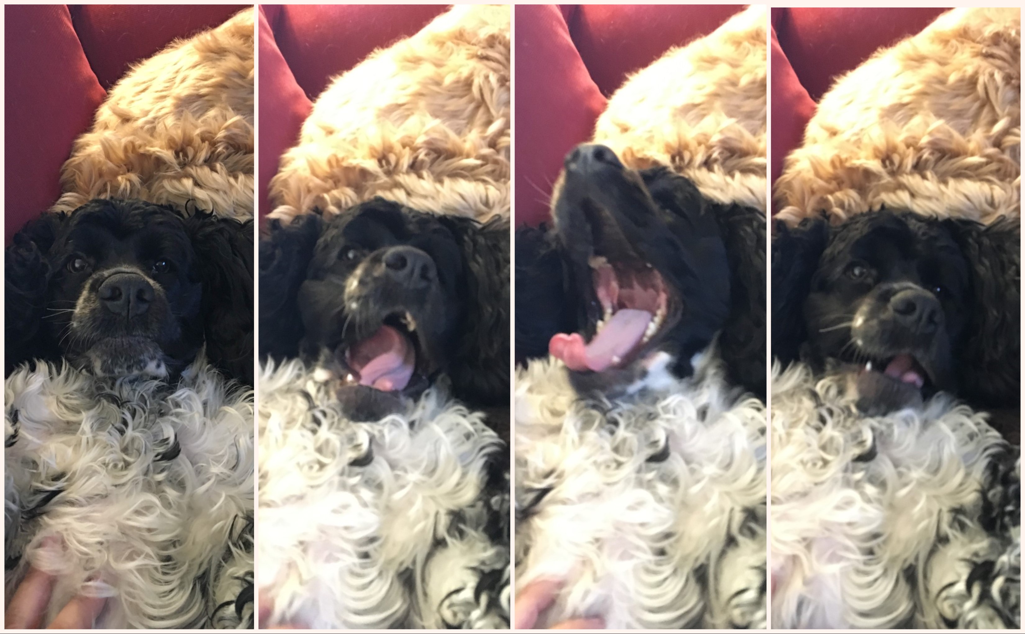 Murphy: A yawn in four stages