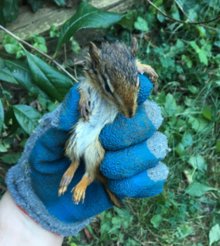 tiny, dazed, pissed chipmunk