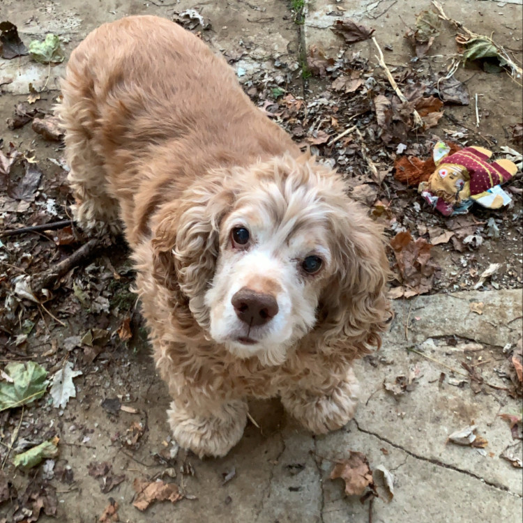 Ollie the dog, looking up from a pile of leaves.