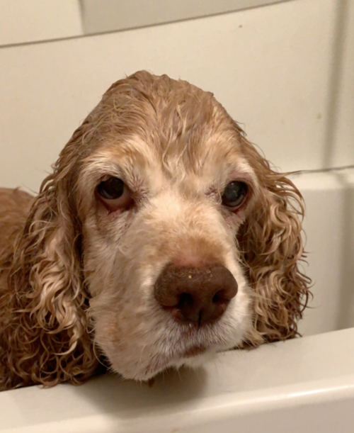 pissed off wet dog in tub