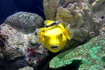 fat fish