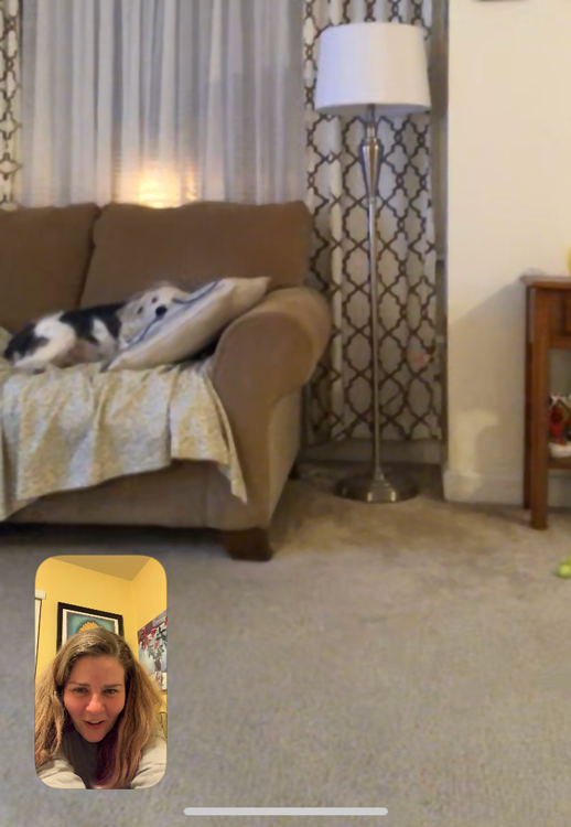 Facetime screenshot of my mom's dog.