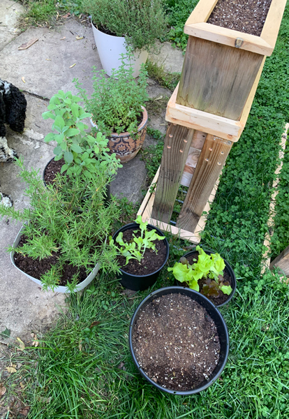 potted herbs