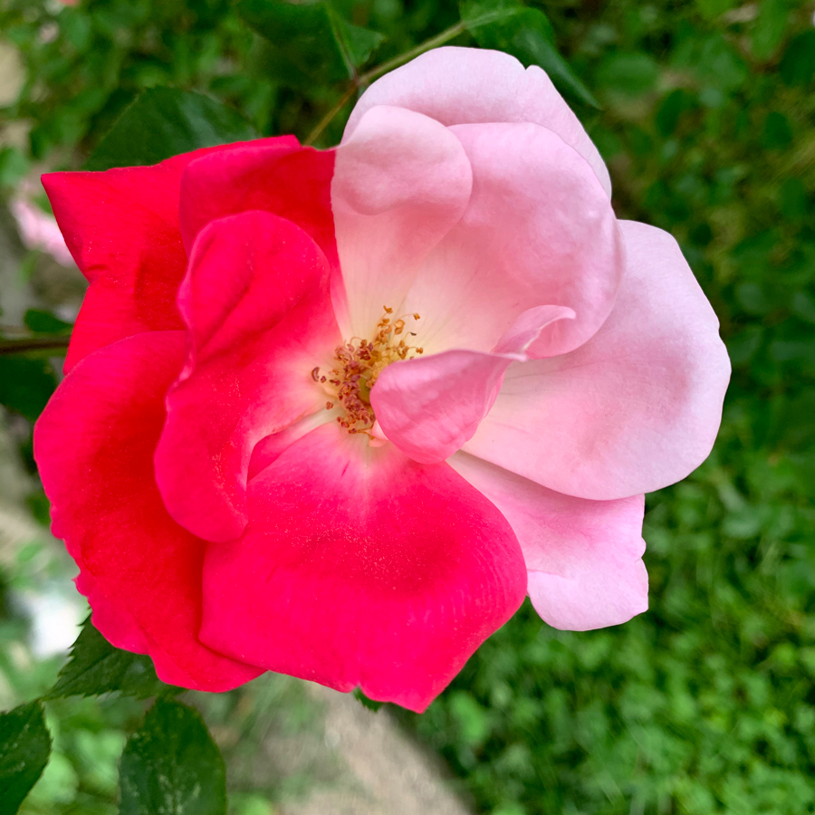a two-toned rose