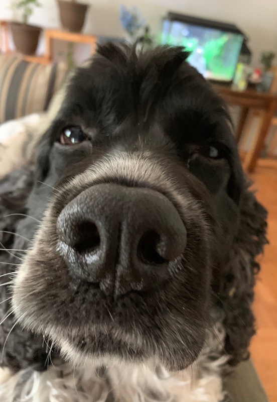 black cocker spaniel - murphy