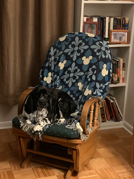 dog sitting regally on my rocker