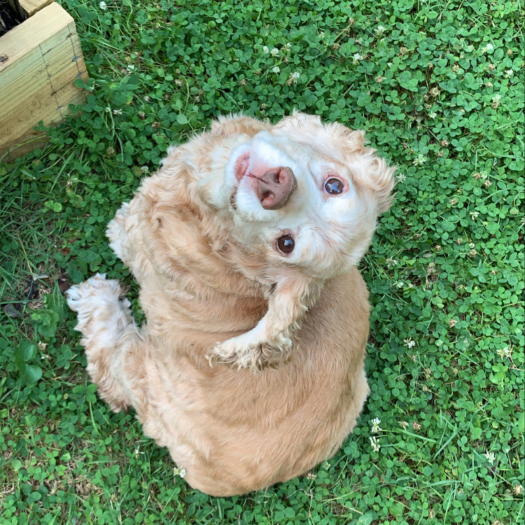 buff cocker spaniel - ollie