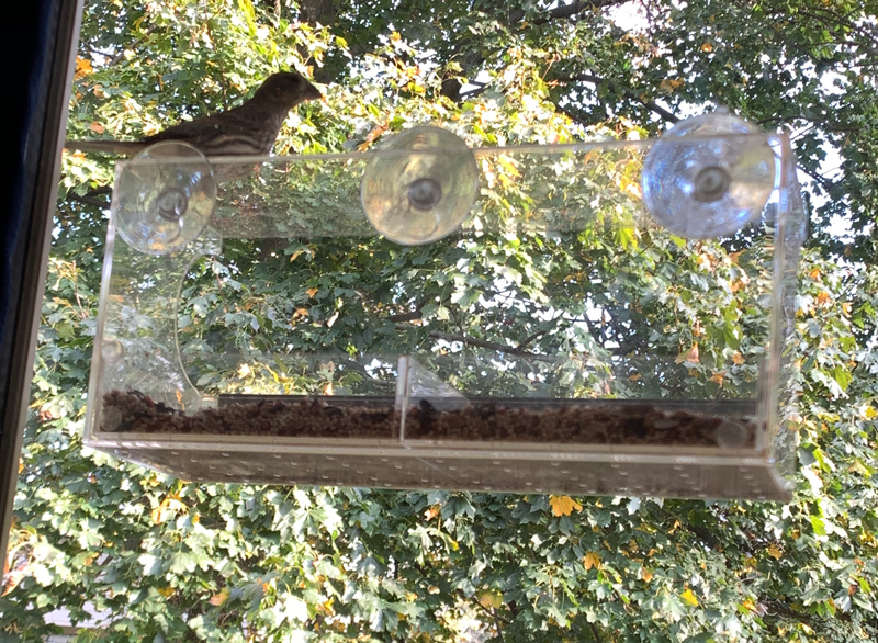 birdfeeder attached to window by suction cups.