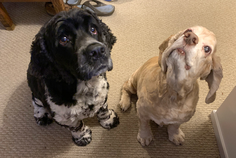 Murphy and Ollie looking upward