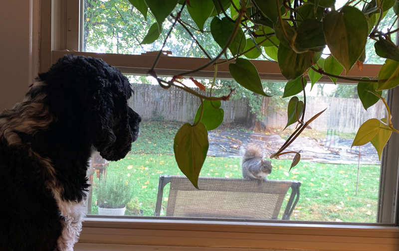 murphy looking out the window at a squirrel on the chair