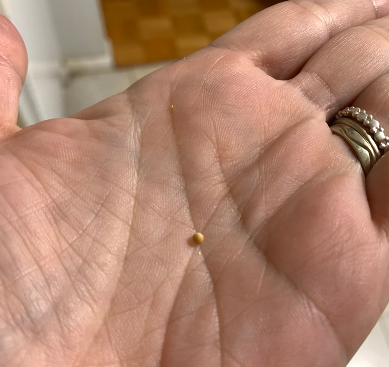 a mustard seed in the palm of my hand