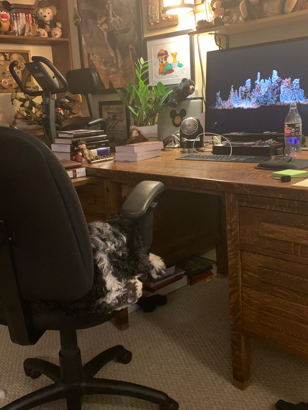 murphy sleeping in a desk chair