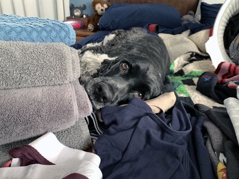 murphy on the bed with piles of folded laundry