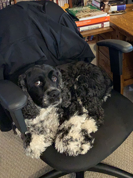 attitudinal dog on a chair