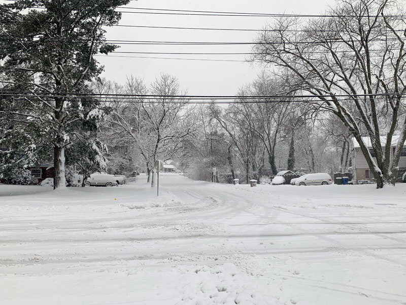 snowy trees