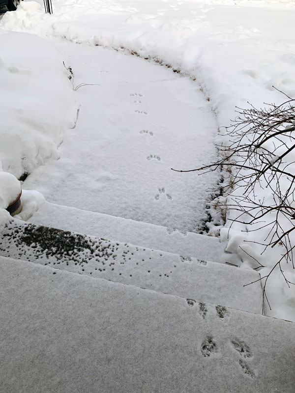 rabbit tracks through a shoveled walkway