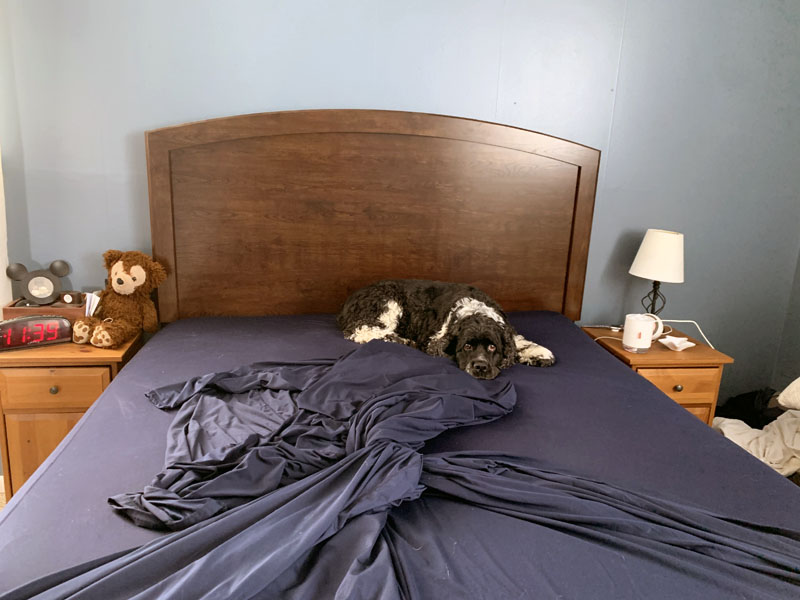 murphy on our half-made bed