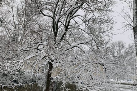 a snow covered in tree