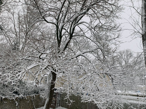 a snow covered in tree