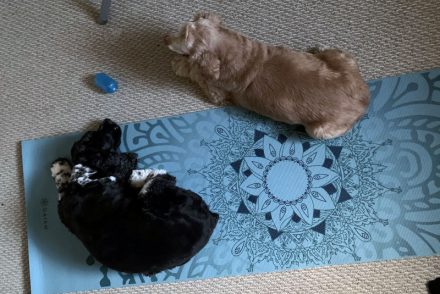Ollie and Murphy on my yoga mat.