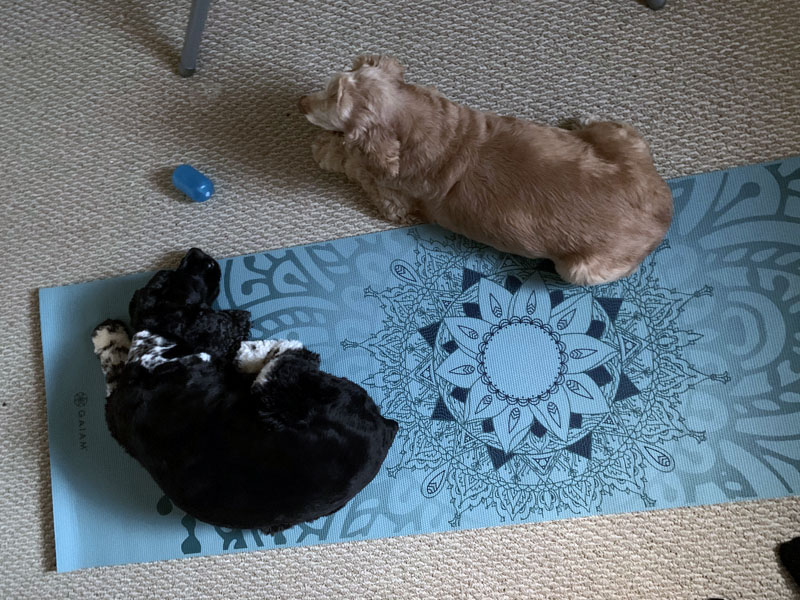 Ollie and Murphy on my yoga mat.