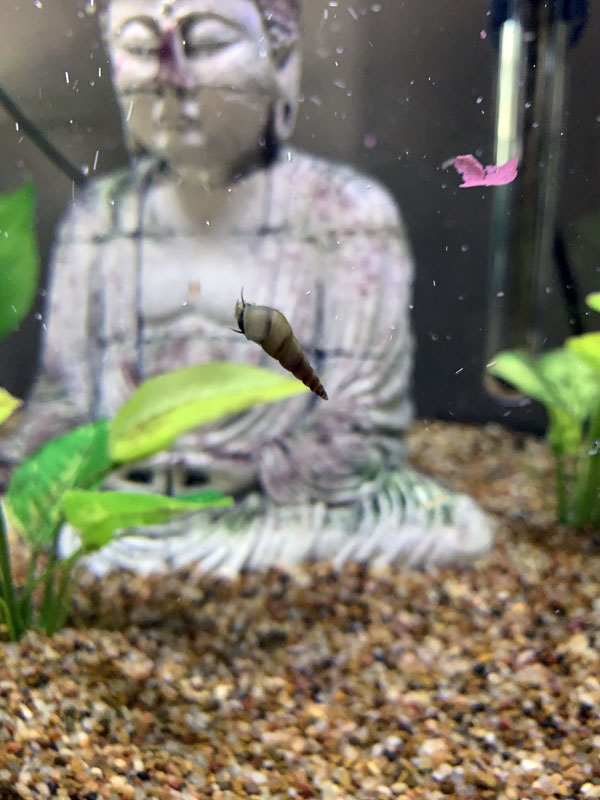 a snail stuck to the glass of our aquarium