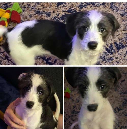 montage of a black and white JRT mix puppy