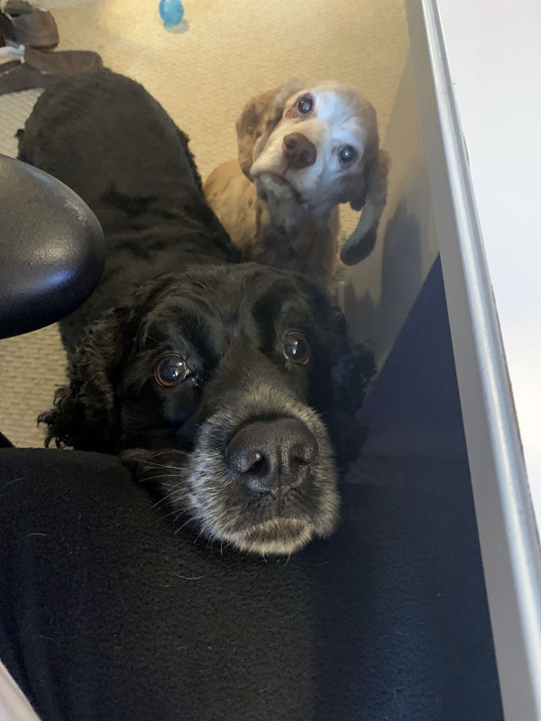 two dogs begging for my lunch