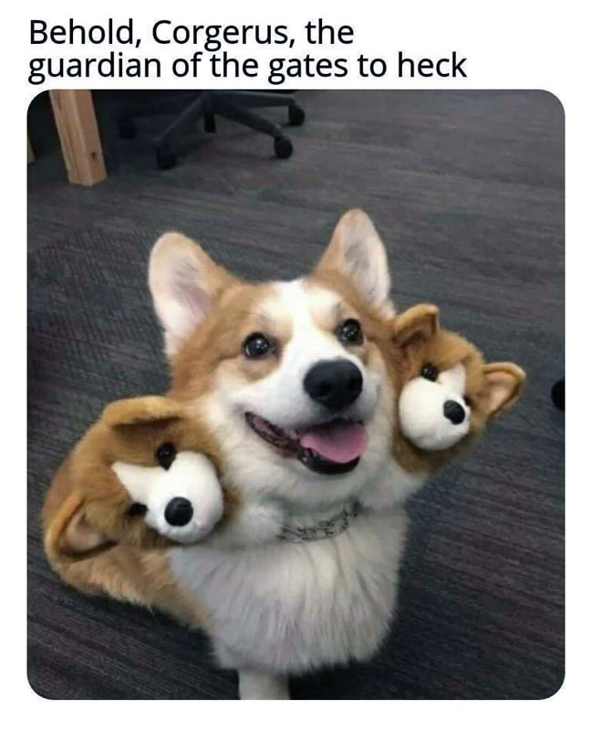 meme: Behold, Corgerus, the guardians of the gates to heck, with a photo of a cute Corgi wearing two extra Corgi heads