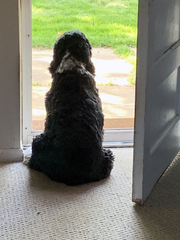 murphy looking out the door, photographed from behind