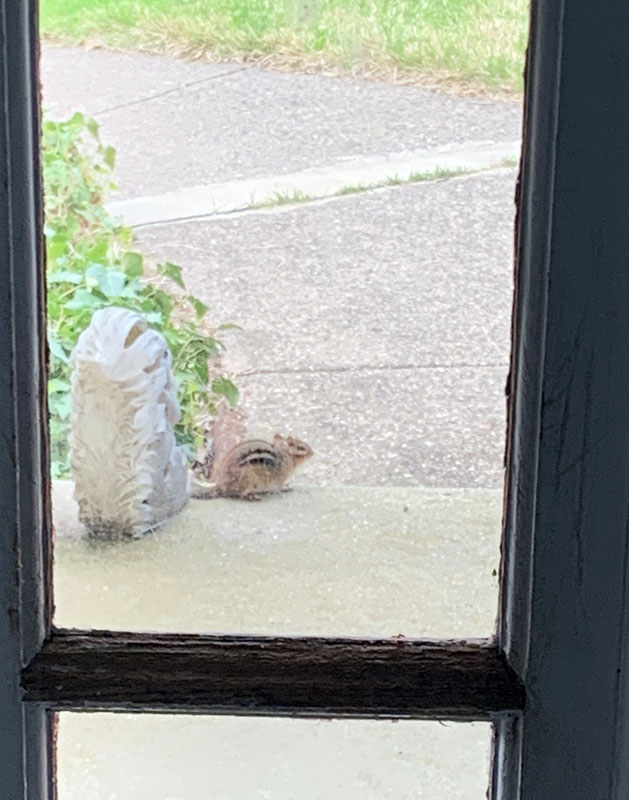 grainy photo of a fat chipmunk on my porch