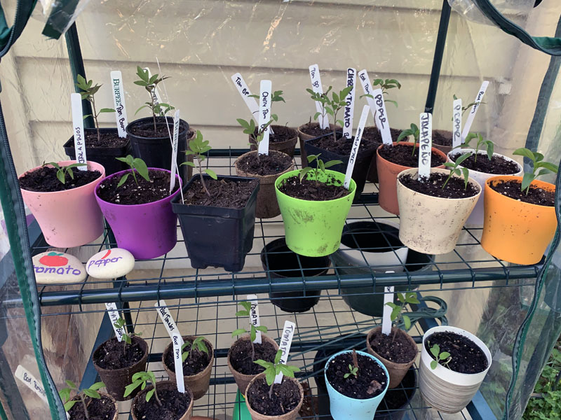 plant pots on shelves