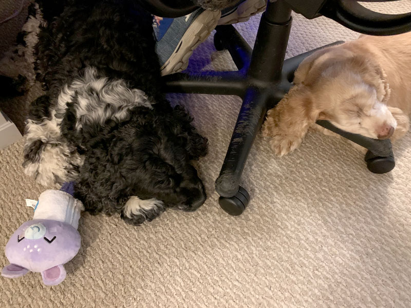 Murphy, his toy, and Ollie sleeping under my computer chair while I work.