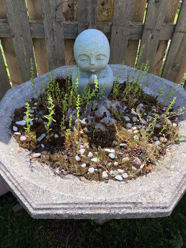 a birdbath garden of moss and tiny green plants
