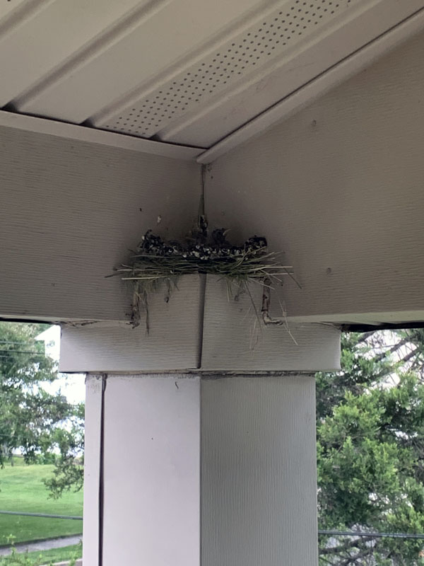 one peeved baby bird peeking out of the nest at the weird lady who keeps trying to take their picture.