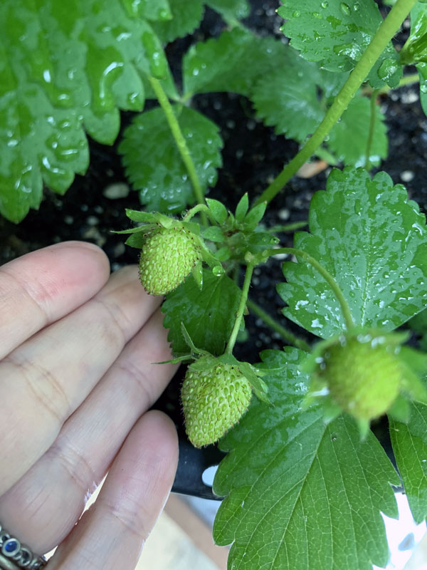 tiny green strawberries on a plant.