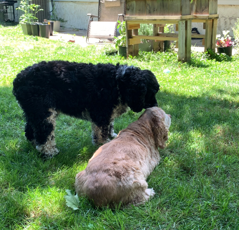 murphy and ollie in the grass