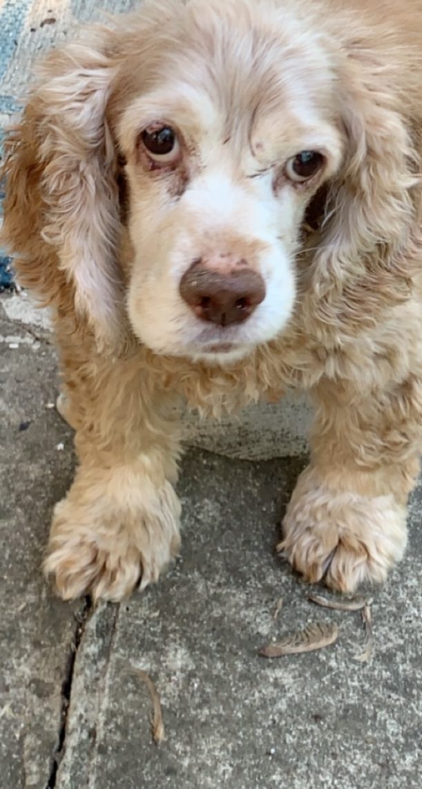 Ollie on the back patio where he loved to sit.