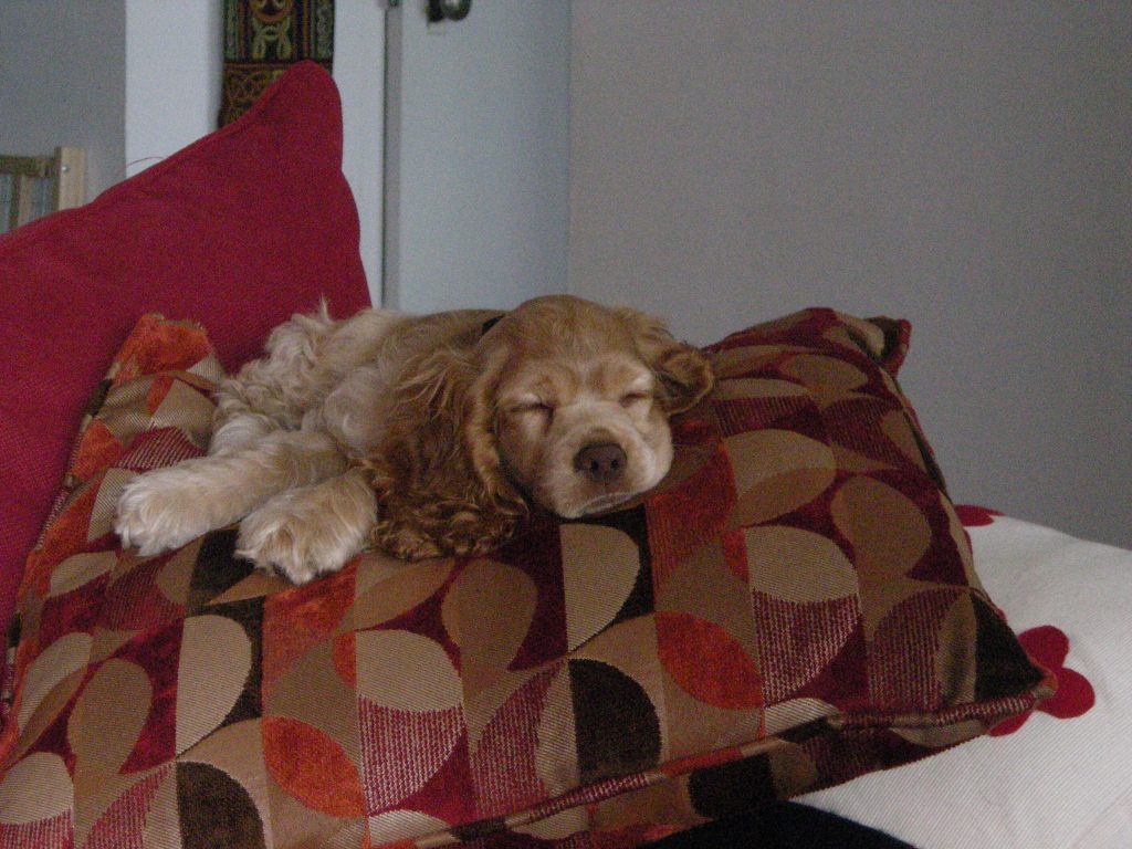 puppy ollie sleeping on a pillow. I still have this sofa and pillow.