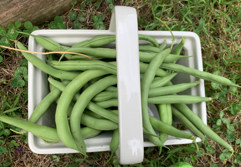 a basket of freshly picked green beans