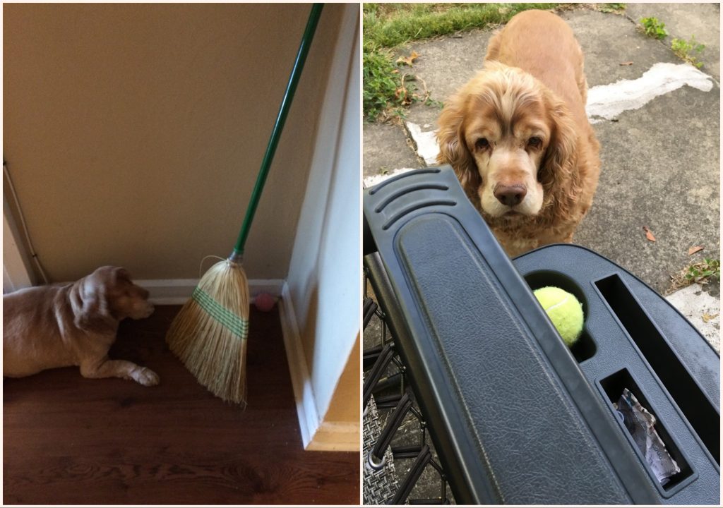 left: ollie, a broom in the corner, and a pink tennis ball behind the broom. right: Ollie staring at a tennis ball in a cup holder.