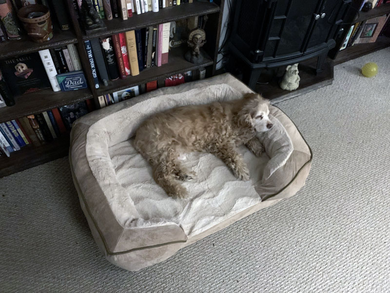 ollie in his bed