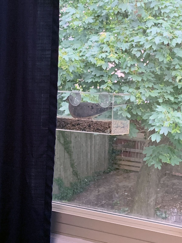large bird in a window bird feeder