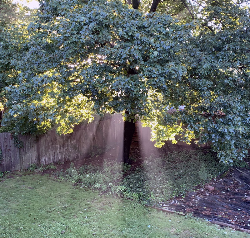 tree with sunlight streaming through the branches