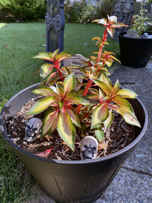 small plastic skulls in a flowerpot