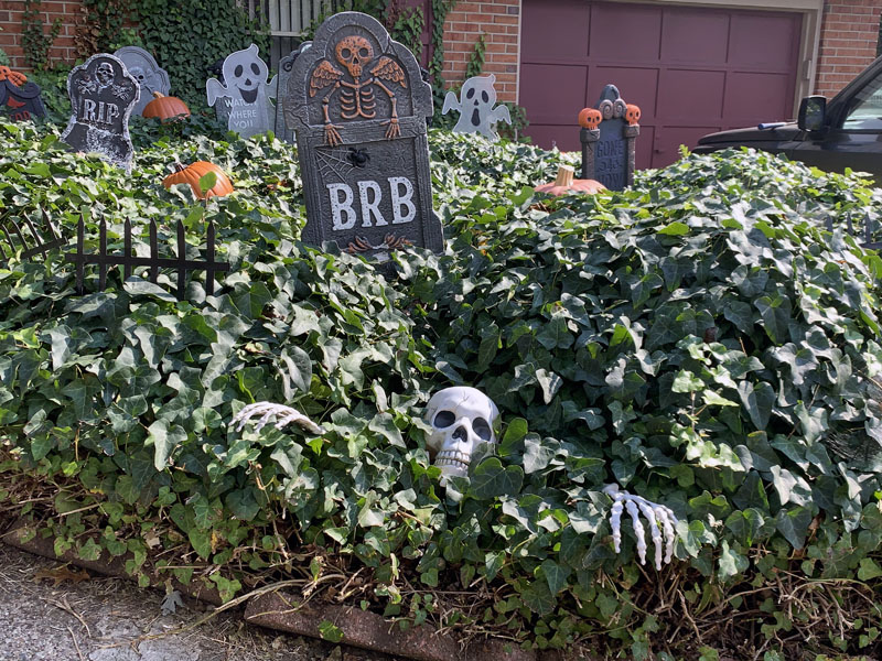 a bed of stupid invasive ivy with foam gravestones and a skeleton shoved into it