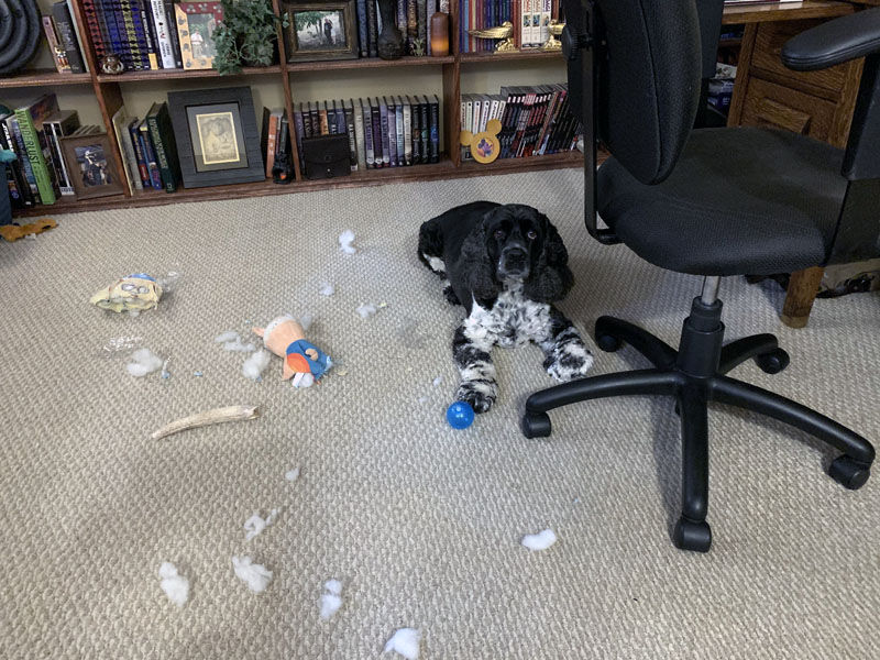 murphy on the floor surrounded by destuffed toys and piles of toy stuffing.