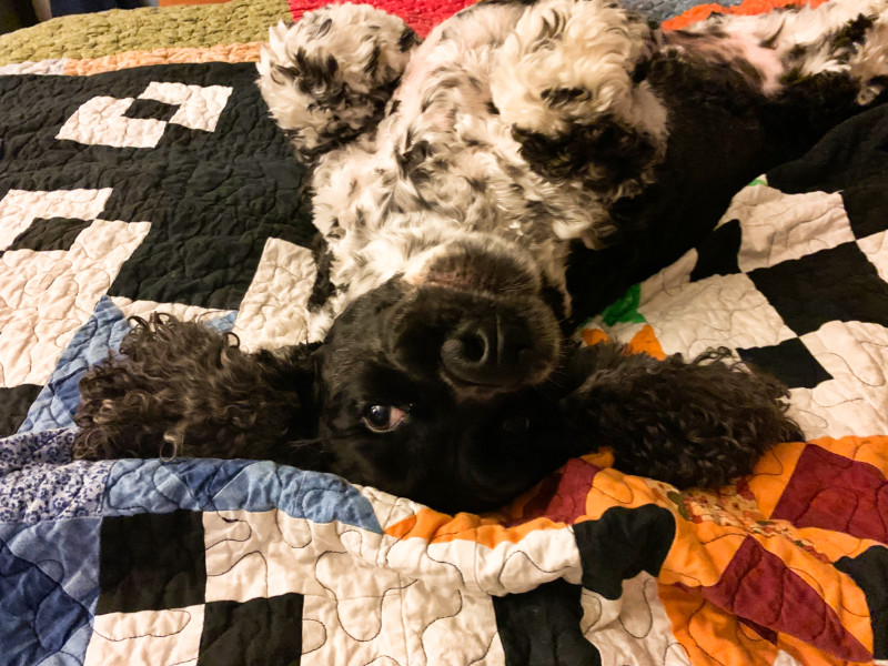 murphy lying on his back on a quilt