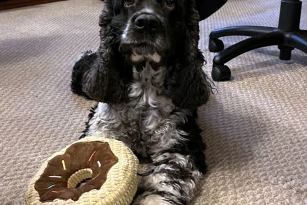 Quite possibly the most adorable black and white spaniel in existence, with a squeaky toy shaped like a doughnut.