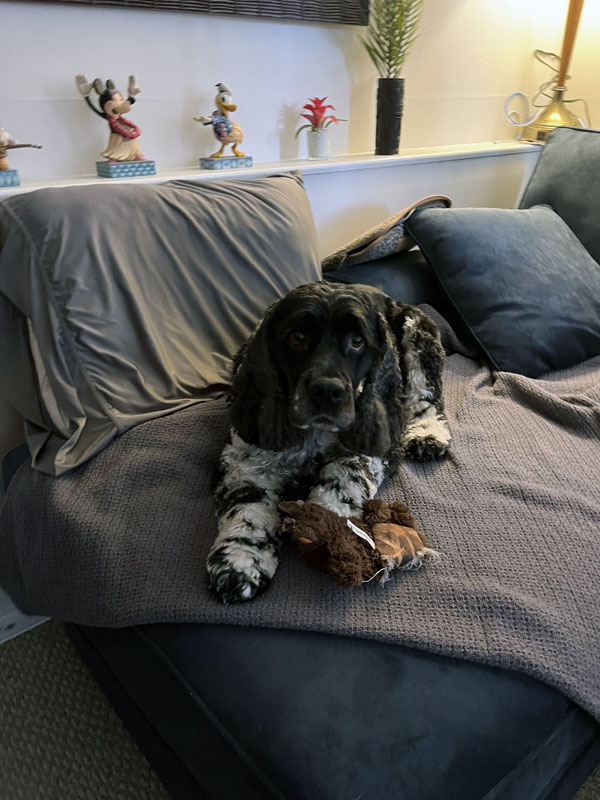 murphy on the new sofa